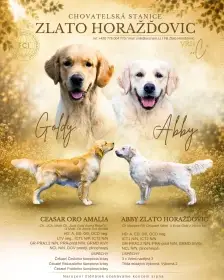 Golden retriever