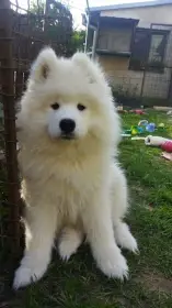 Samojed s PP, skvělý parťák