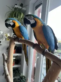 Ara ararauna