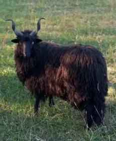 Cápová racka