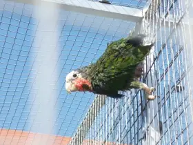 Amazoňan kubánský