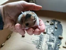 Barevní křečci syrští
