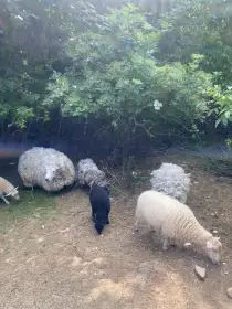 3 x ovečka