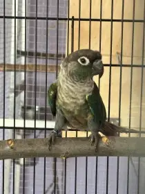 Pyrura zelenolici-Tyrkys.