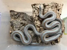 Lichanura trivirgata roseofusca (Hroznýšek třípruhý)
