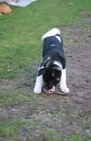 Americká akita
