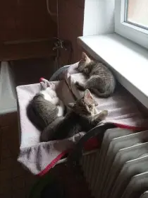 Koťátka
