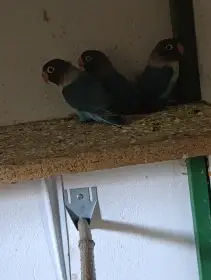Agapornis škraboškový