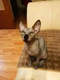 Sphynx koťata