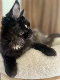 Ebony