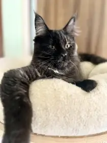 Ebony