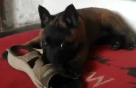 Štěňata Belgických ovčáků malinois