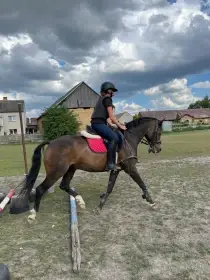 Na prodej sportovní pony Jordy – valach, KVH 142 cm