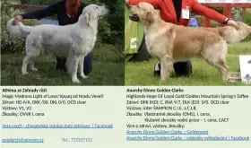 Zlatý retriever - štěňátka s PP