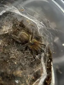 Harpactira pulchripes (2. - 3. svlek)