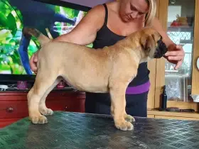 Štěňata plemene bullmastiff.
