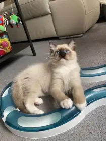 Ragdollí kluci
