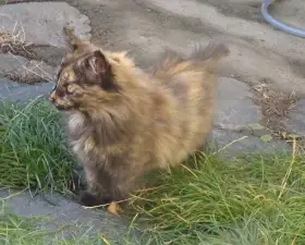 Nabízím křížené chlupáče (mainská mývalí x sibiřská)