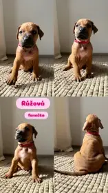 Štěňátka bez PP