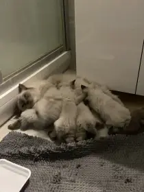 Ragdoll mačiatka