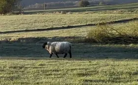 Plemenný beran Suffolk