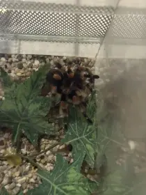 Prodám Brachypelma hamorii