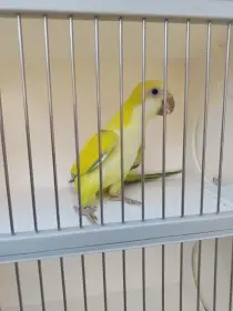 Prodám mníšky Yellow face