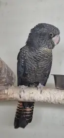 Kakadu  havrani samica 2023