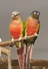 Pyrury