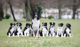 Border collie