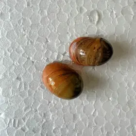 Neritina pink