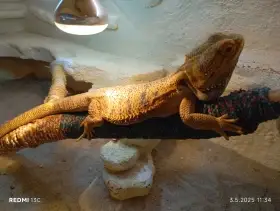 Agama vouskata
