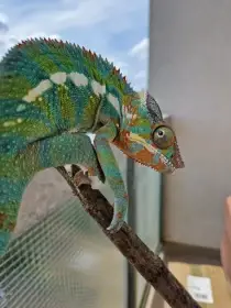 Daruji chameleona pardálího – samec, téměř 3 roky