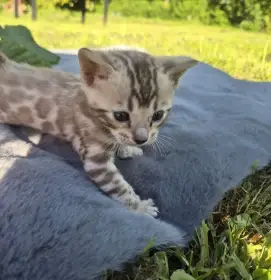 Bengalske koťata