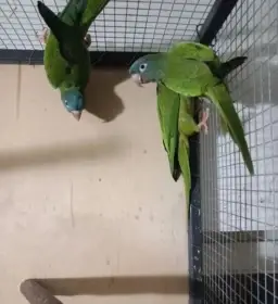 Aratinga dlouhoocasy