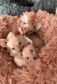 Typ kanadský sphynx