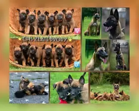 Belgický ovčák Malinois s PP po Edward Ad-Gür