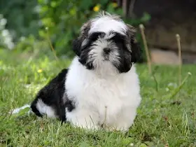 Shih-tzu, ši-tzu , ši-cu štěňátka s PP