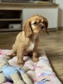 Cavalier King Charles Spaniel s PP