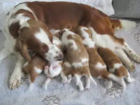 Welsh springer spaniel