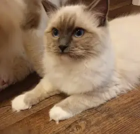 Kočička ragdoll s PP