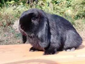 Černý 8 měsíční Sameček MiniLop -( Chov / Mazlík )