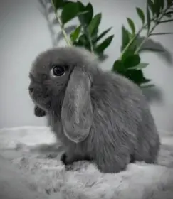 Luxusní maličká Samička Zakrslý Beránek MiniLop..