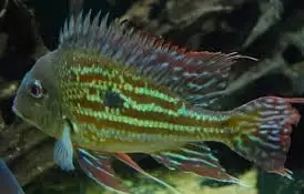 Geophagus winemilleri