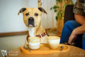 Cappuccino – sladká pauzička plná energie
