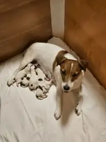 Jack russell teriér - k rezervaci