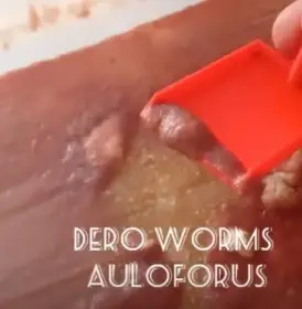 Živé krmivo, násady - Auloforus, Izya, Grindal, Mikry, Vířníci, Dafnie, Moina..