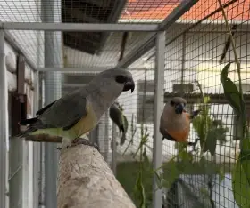 3.2 Papoušek červenobřichý (P. rufiventris)