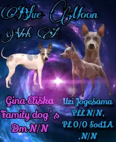 Americký bezsrstý teriér, štěňátka