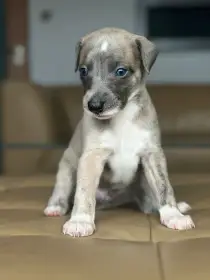 Štěňátka vipeta